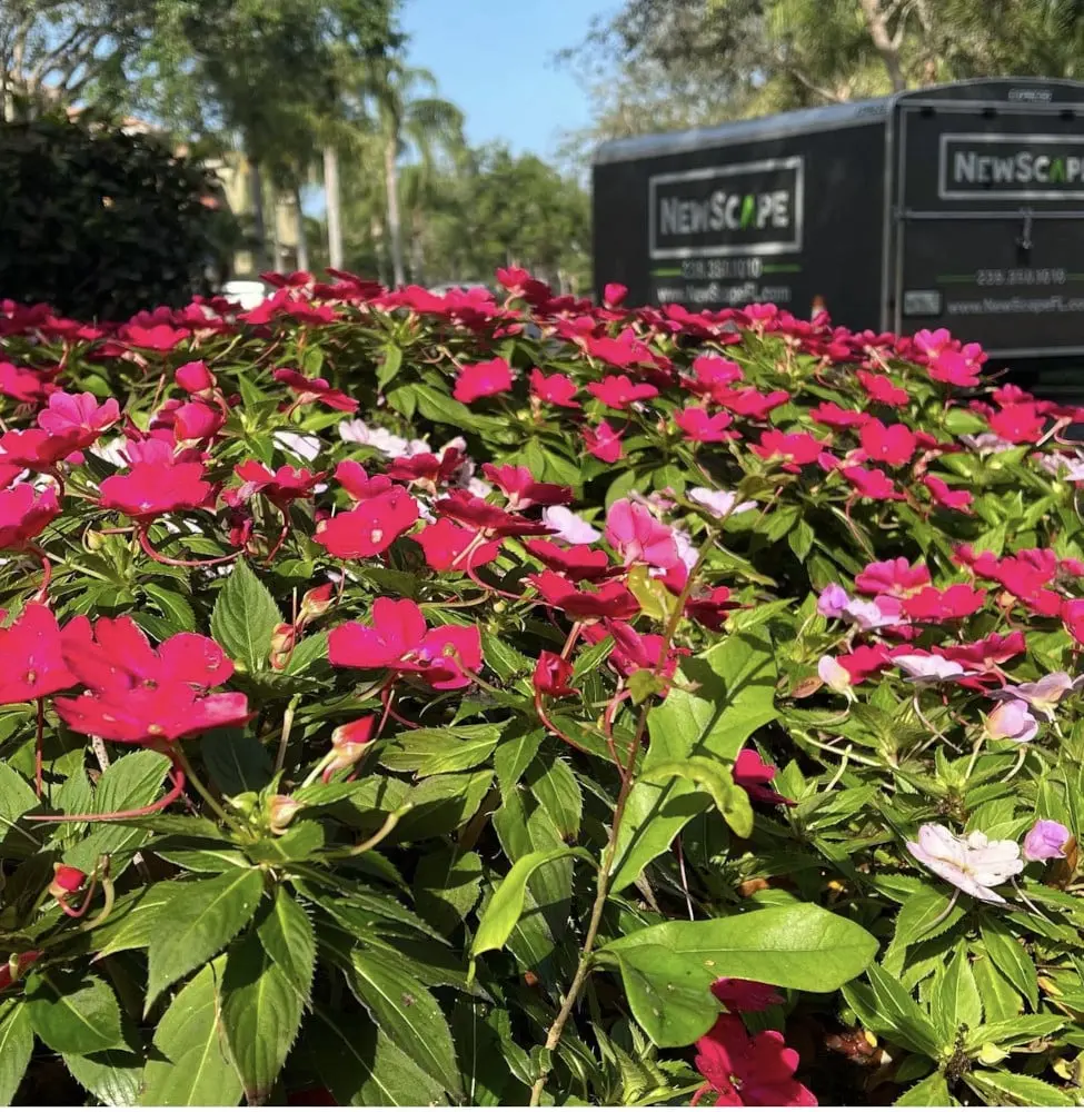 Integration Pest Management (IPM) by NewScape Landscaping