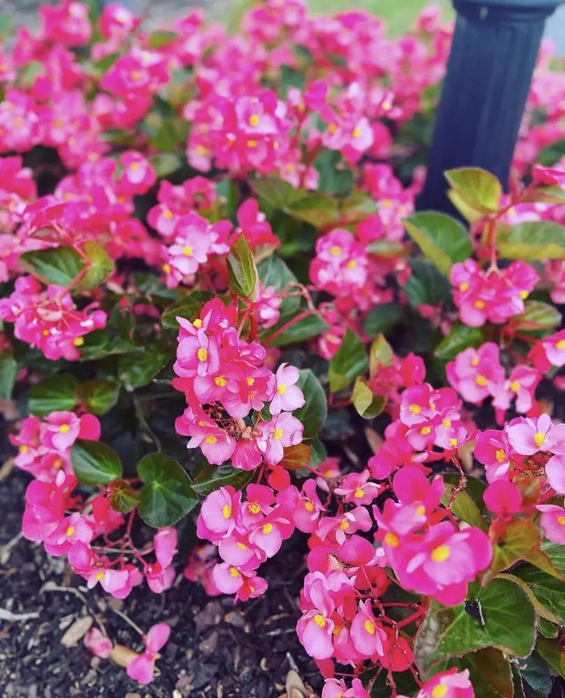 Landscaping Design, Install and Maintain in Lee & Collier County, FL