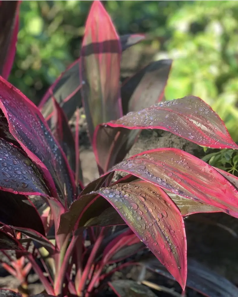 Landscaping Design, Install and Maintain in Lee & Collier County, FL