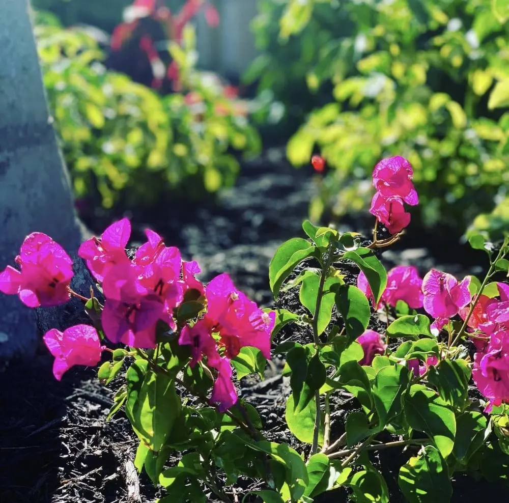 Landscaping Design, Install and Maintain in Lee & Collier County, FL