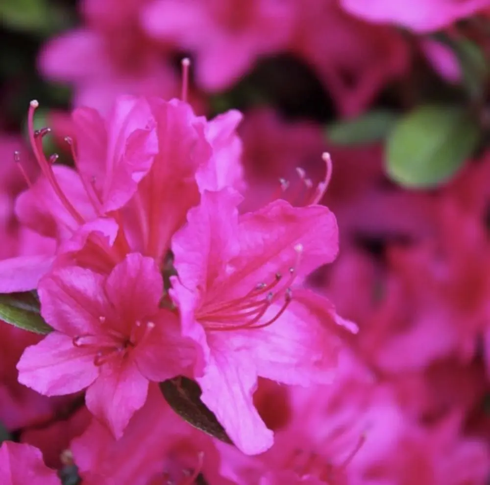 Landscaping Design, Install and Maintain in Lee & Collier County, FL