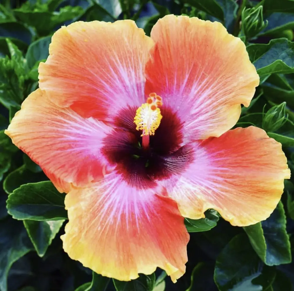 Landscaping Design, Install and Maintain in Lee & Collier County, FL