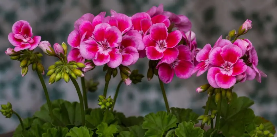 Landscaping Design, Install and Maintain in Lee & Collier County, FL