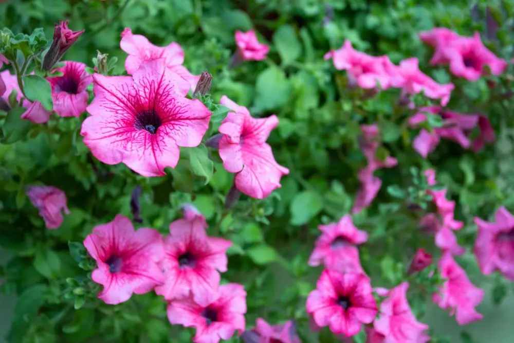 Landscaping Design, Install and Maintain in Lee & Collier County, FL