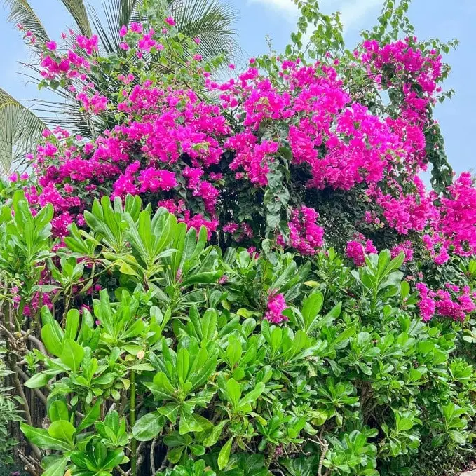 Landscaping Design, Install and Maintain in Lee & Collier County, FL