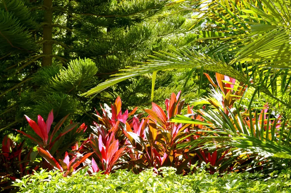 NewScape Landscaping Installation Services in SW Florida