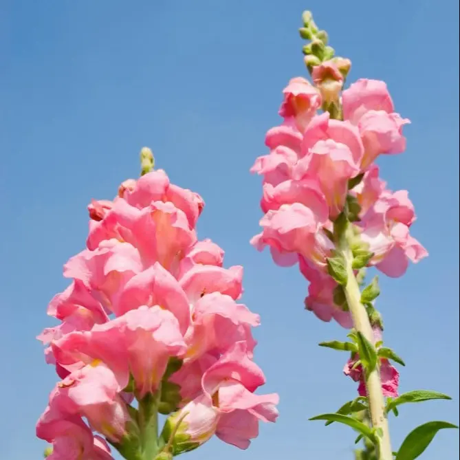 Landscaping Design, Install and Maintain in Lee & Collier County, FL