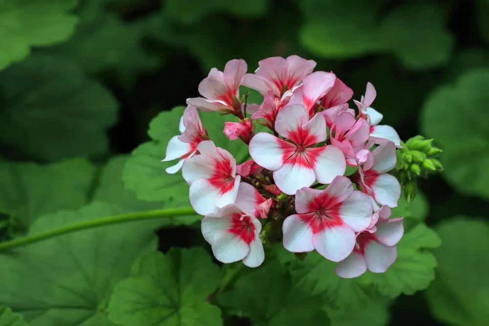 Landscaping Design, Install and Maintain in Lee & Collier County, FL